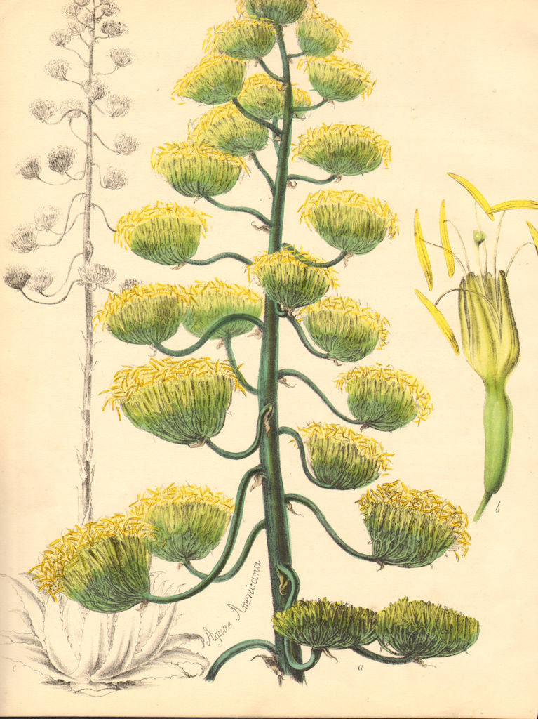 PLANTAE UTILIORES. American Aloe (Agave Americana) Hand colour. BURNETT 1842